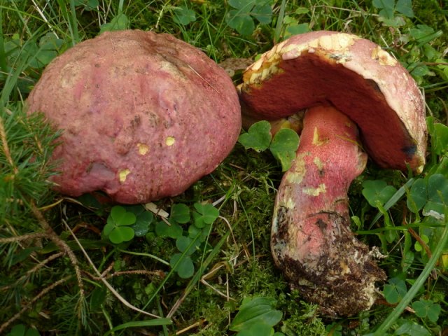Rubroboletus rubrosanguineus, Weinroter Purpurröhrling